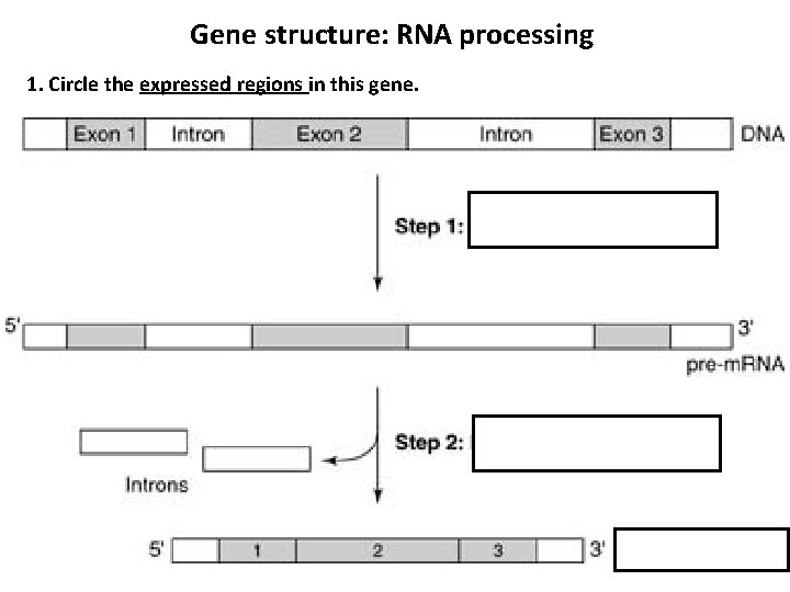 Gene structure: RNA processing 1. Circle the expressed regions in this gene. 