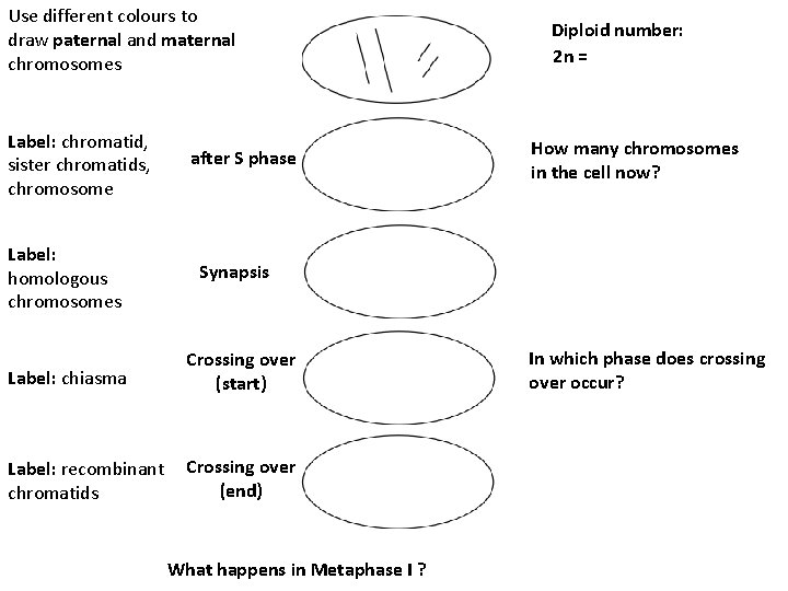 Use different colours to draw paternal and maternal chromosomes Label: chromatid, sister chromatids, chromosome