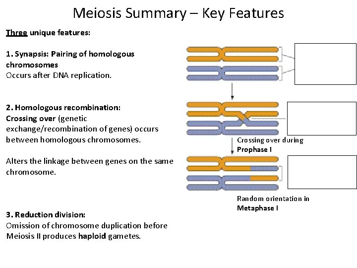 Meiosis Summary – Key Features Three unique features: 1. Synapsis: Pairing of homologous chromosomes