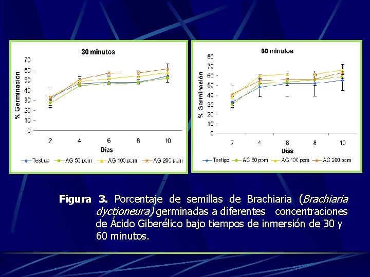 Figura 3. Porcentaje de semillas de Brachiaria (Brachiaria dyctioneura) germinadas a diferentes concentraciones de