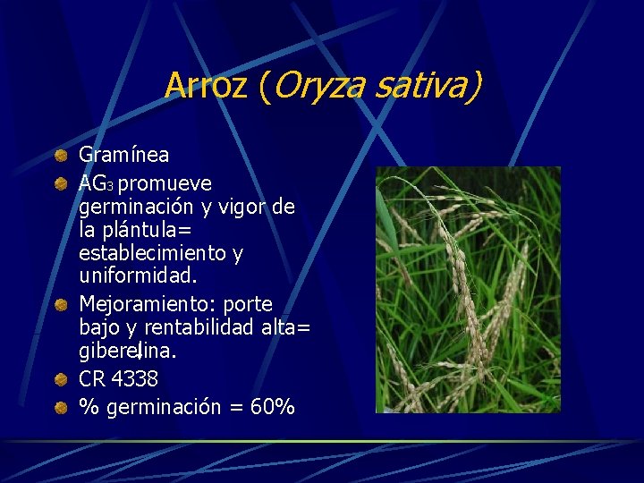 Arroz (Oryza sativa) Gramínea AG 3 promueve germinación y vigor de la plántula= establecimiento