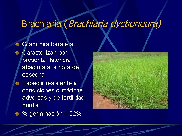 Brachiaria (Brachiaria dyctioneura) Gramínea forrajera Caracterizan por presentar latencia absoluta a la hora de