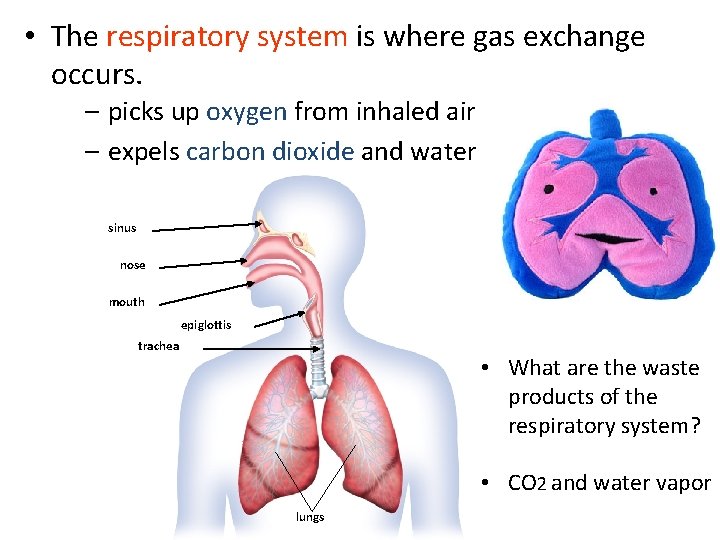  • The respiratory system is where gas exchange occurs. – picks up oxygen