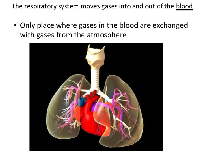 The respiratory system moves gases into and out of the blood. • Only place