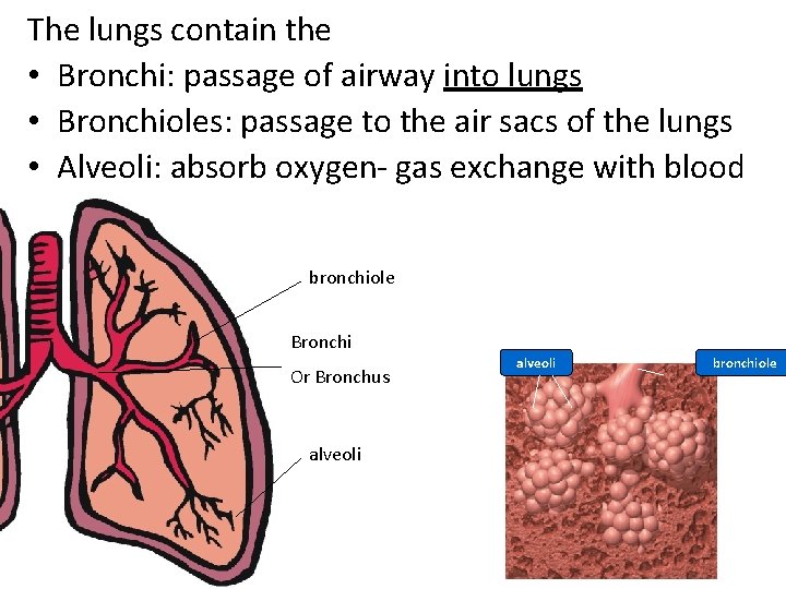 The lungs contain the • Bronchi: passage of airway into lungs • Bronchioles: passage