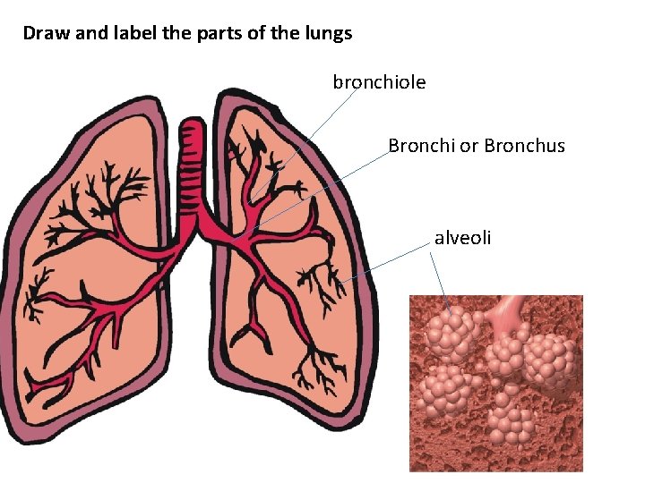 Draw and label the parts of the lungs bronchiole Bronchi or Bronchus alveoli 