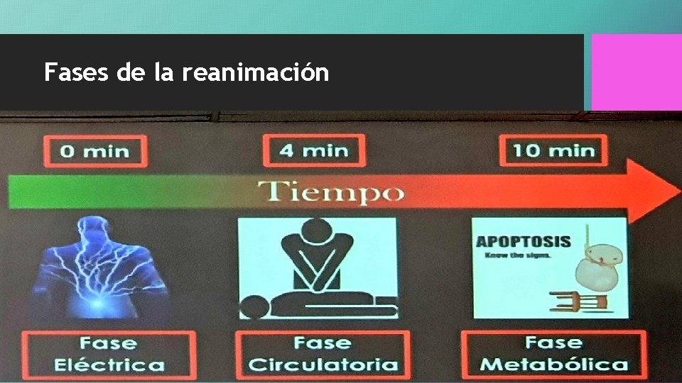 Fases de la reanimación • Fase eléctrica • Fase mecánica • Fase metabólica 