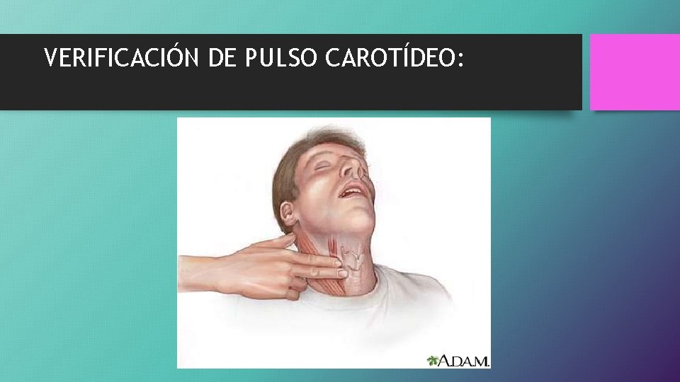 VERIFICACIÓN DE PULSO CAROTÍDEO: 