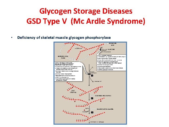 Glycogen Storage Diseases GSD Type V (Mc Ardle Syndrome) • Deficiency of skeletal muscle