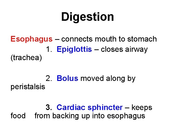 Digestion Esophagus – connects mouth to stomach 1. Epiglottis – closes airway (trachea) peristalsis