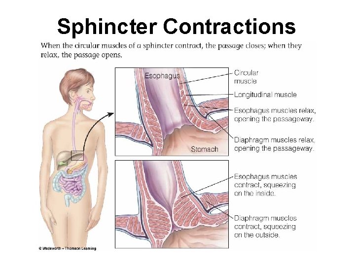 Sphincter Contractions 