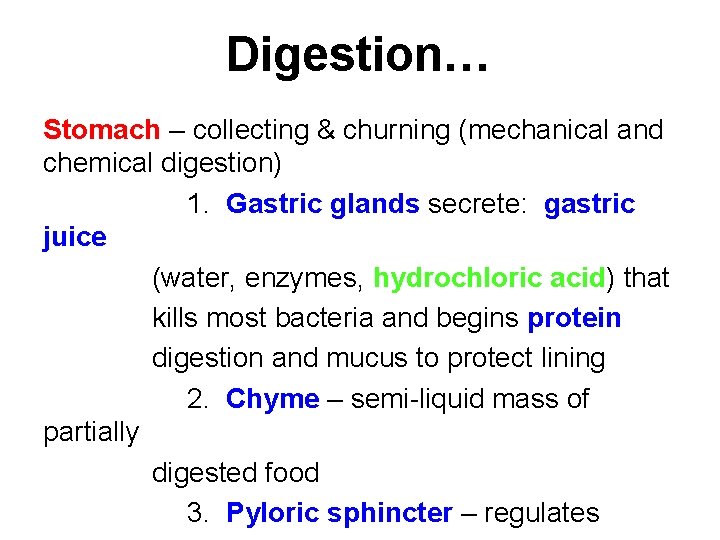 Digestion… Stomach – collecting & churning (mechanical and chemical digestion) 1. Gastric glands secrete: