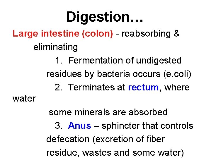 Digestion… Large intestine (colon) - reabsorbing & eliminating 1. Fermentation of undigested residues by