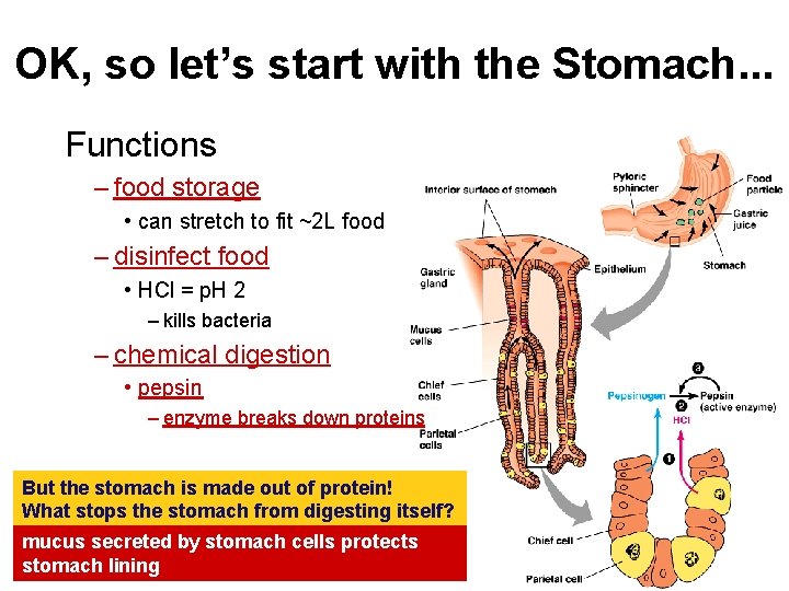 OK, so let’s start with the Stomach. . . Functions – food storage •