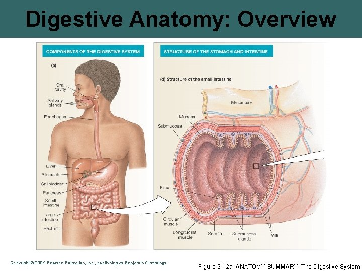 Digestive Anatomy: Overview Copyright © 2004 Pearson Education, Inc. , publishing as Benjamin Cummings
