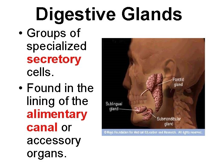 Digestive Glands • Groups of specialized secretory cells. • Found in the lining of