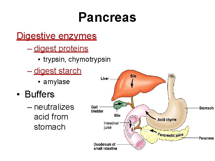 Pancreas Digestive enzymes – digest proteins • trypsin, chymotrypsin – digest starch • amylase