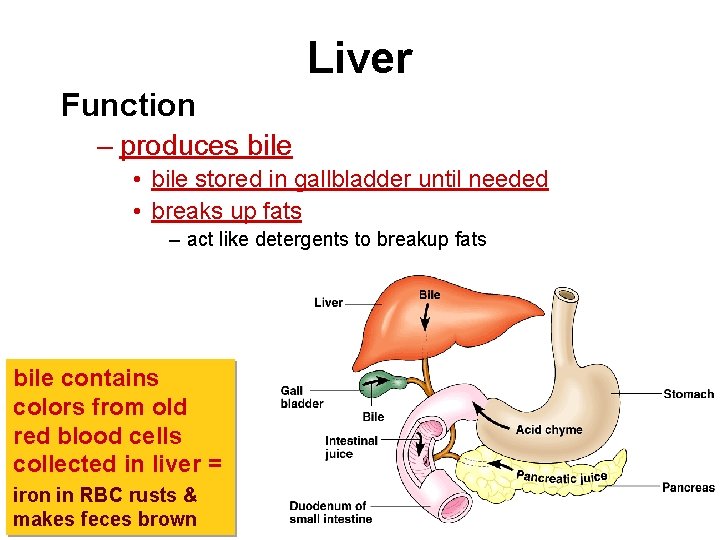 Liver Function – produces bile • bile stored in gallbladder until needed • breaks