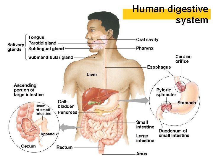 Human digestive system 