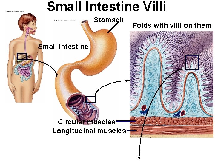 Small Intestine Villi Stomach Small intestine Circular muscles Longitudinal muscles Folds with villi on