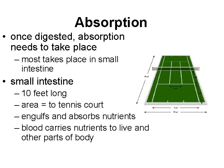 Absorption • once digested, absorption needs to take place – most takes place in