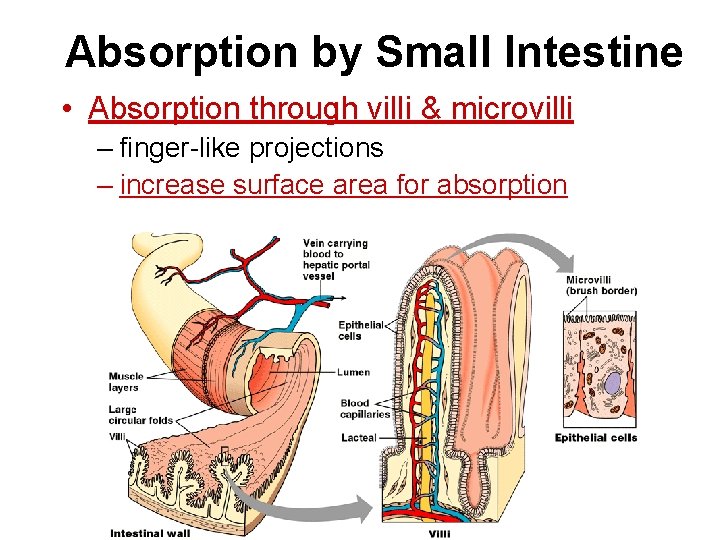 Absorption by Small Intestine • Absorption through villi & microvilli – finger-like projections –