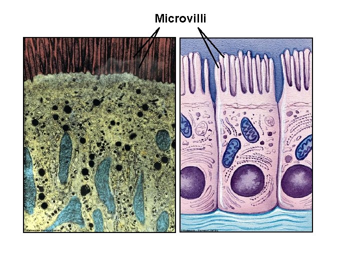 Microvilli 