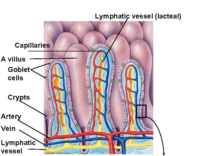 Lymphatic vessel (lacteal) Capillaries A villus Goblet cells Crypts Artery Vein Lymphatic vessel 