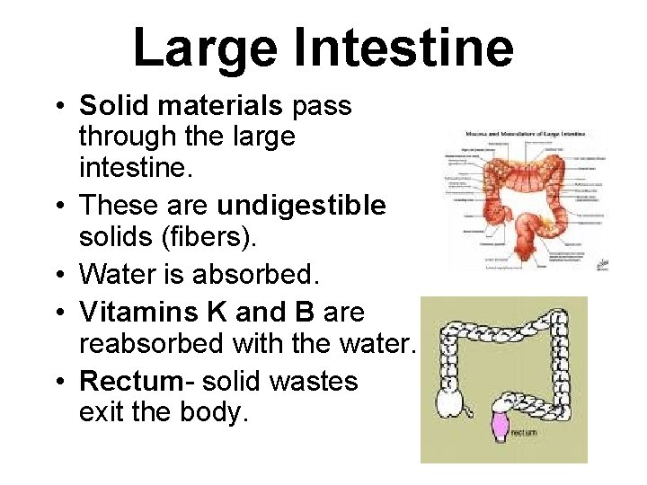Large Intestine • Solid materials pass through the large intestine. • These are undigestible
