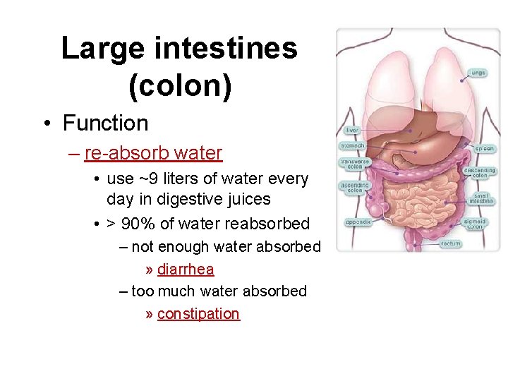 Large intestines (colon) • Function – re-absorb water • use ~9 liters of water