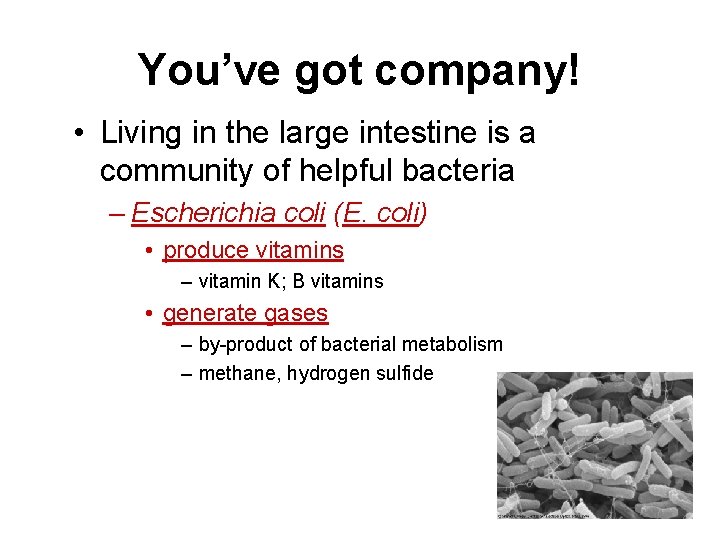 You’ve got company! • Living in the large intestine is a community of helpful