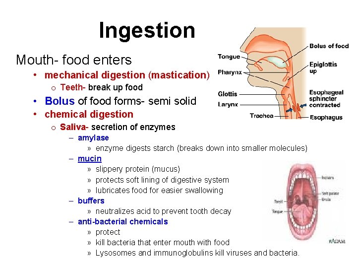 Ingestion Mouth- food enters • mechanical digestion (mastication) o Teeth- break up food •