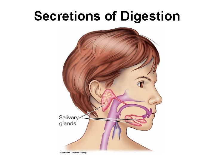 Secretions of Digestion 
