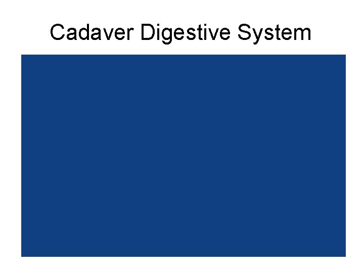 Cadaver Digestive System 