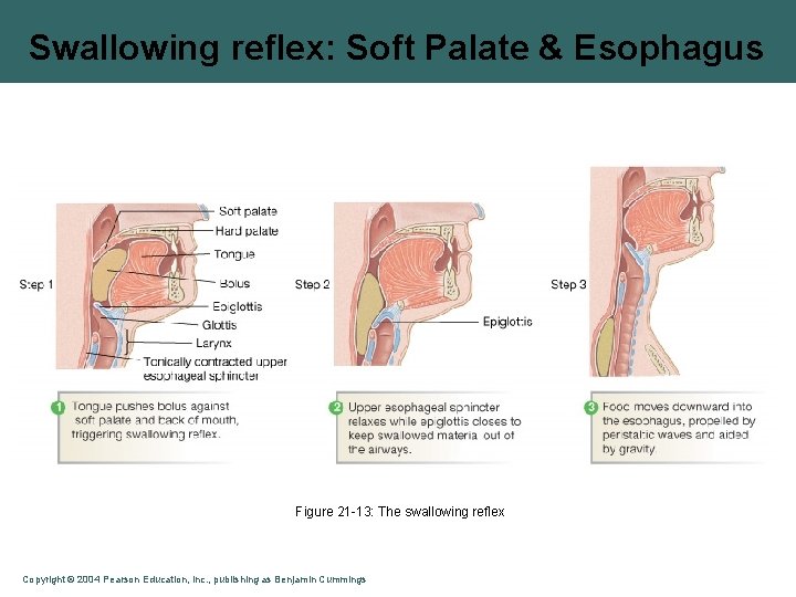 Swallowing reflex: Soft Palate & Esophagus Figure 21 -13: The swallowing reflex Copyright ©