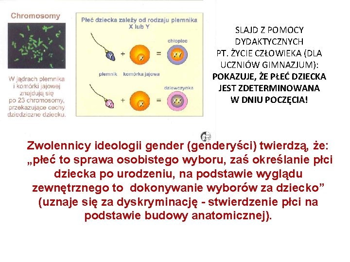 SLAJD Z POMOCY DYDAKTYCZNYCH PT. ŻYCIE CZŁOWIEKA (DLA UCZNIÓW GIMNAZJUM): POKAZUJE, ŻE PŁEĆ DZIECKA