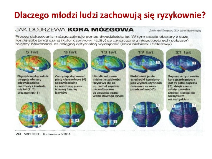 Dlaczego młodzi ludzi zachowują się ryzykownie? • 