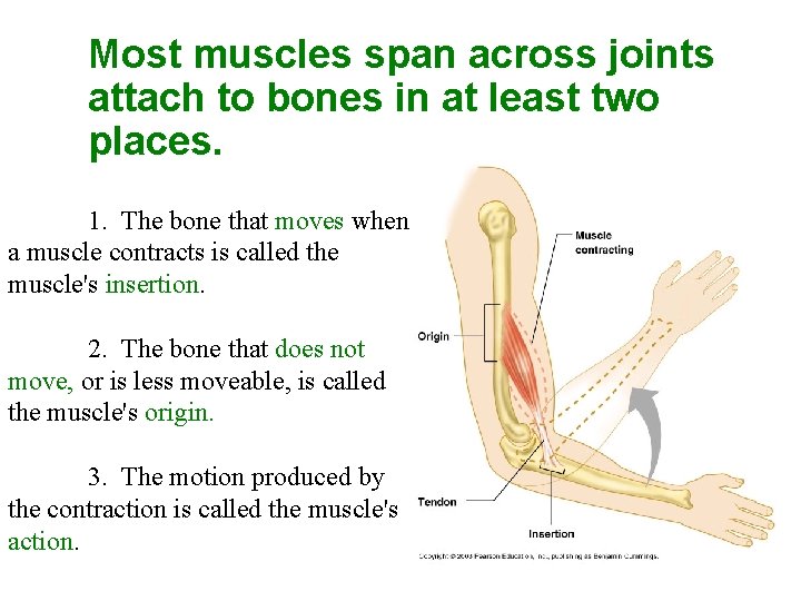 Most muscles span across joints attach to bones in at least two places. 1. Most muscles span across joints attach to bones in at least two places. 1.