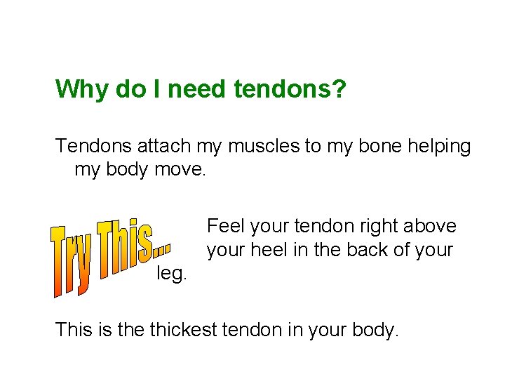 Why do I need tendons? Tendons attach my muscles to my bone helping my