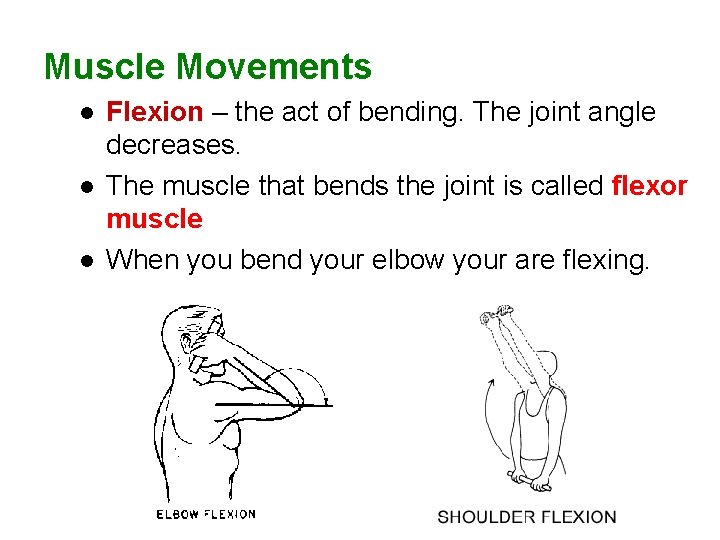 Muscle Movements l l l Flexion – the act of bending. The joint angle