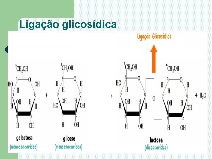 Ligação glicosídica 