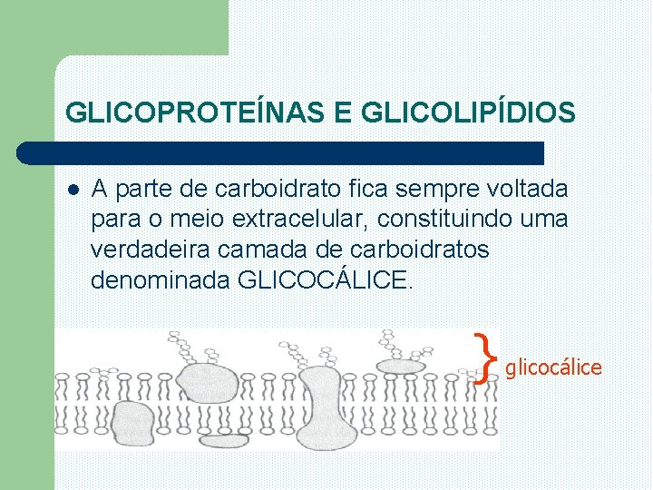 GLICOPROTEÍNAS E GLICOLIPÍDIOS l A parte de carboidrato fica sempre voltada para o meio