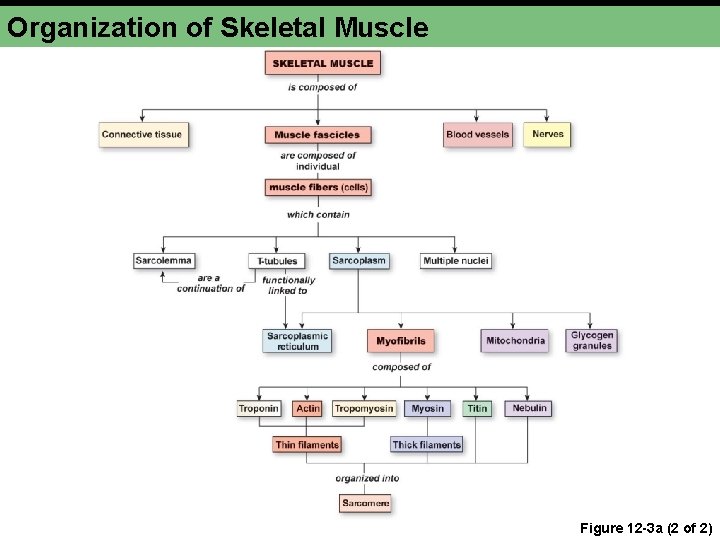 Organization of Skeletal Muscle Figure 12 -3 a (2 of 2) 