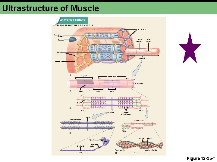 Ultrastructure of Muscle ANATOMY SUMMARY ULTRASTRUCTURE OF MUSCLE Mitochondria Sarcoplasmic reticulum Thick filament Nucleus