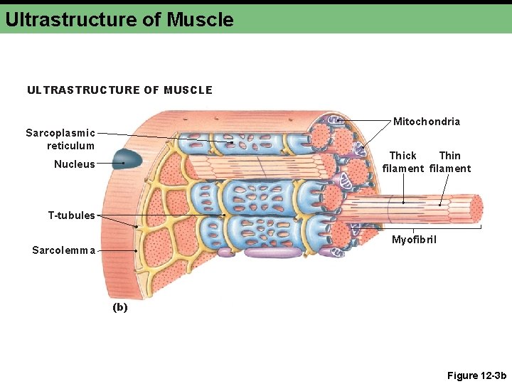 Ultrastructure of Muscle ULTRASTRUCTURE OF MUSCLE Mitochondria Sarcoplasmic reticulum Thick Thin filament Nucleus T-tubules