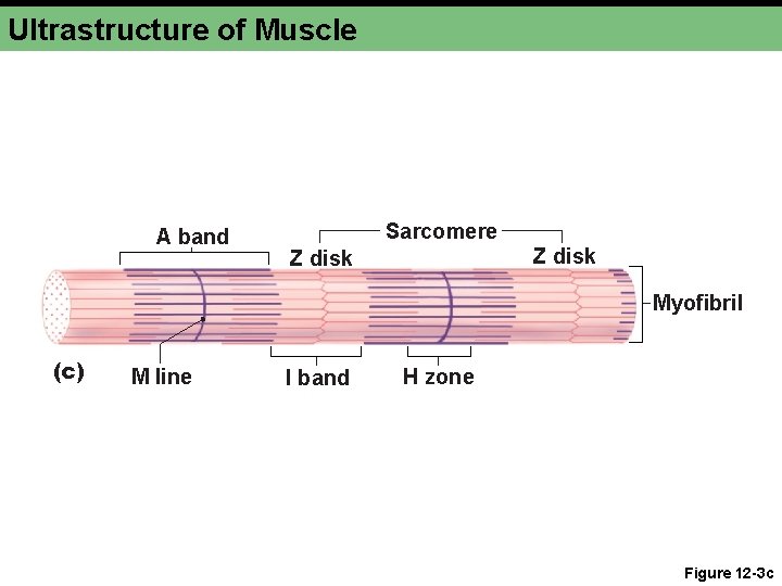 Ultrastructure of Muscle A band Sarcomere Z disk Myofibril (c) M line I band