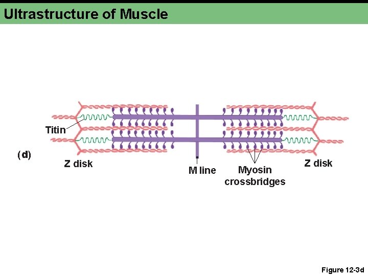 Ultrastructure of Muscle Titin (d) Z disk M line Myosin crossbridges Z disk Figure