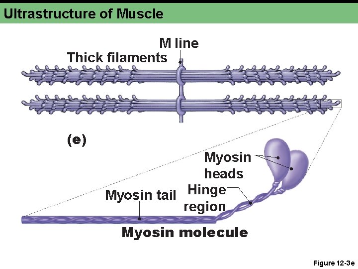 Ultrastructure of Muscle M line Thick filaments (e) Myosin heads Myosin tail Hinge region
