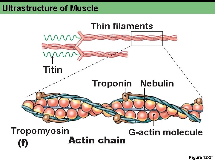 Ultrastructure of Muscle Thin filaments Titin Troponin Nebulin Tropomyosin G-actin molecule Actin chain (f)