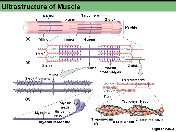 Ultrastructure of Muscle A band Sarcomere Z disk Myofibril (c) M line I band